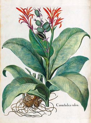 Picture of CANNA INDICA