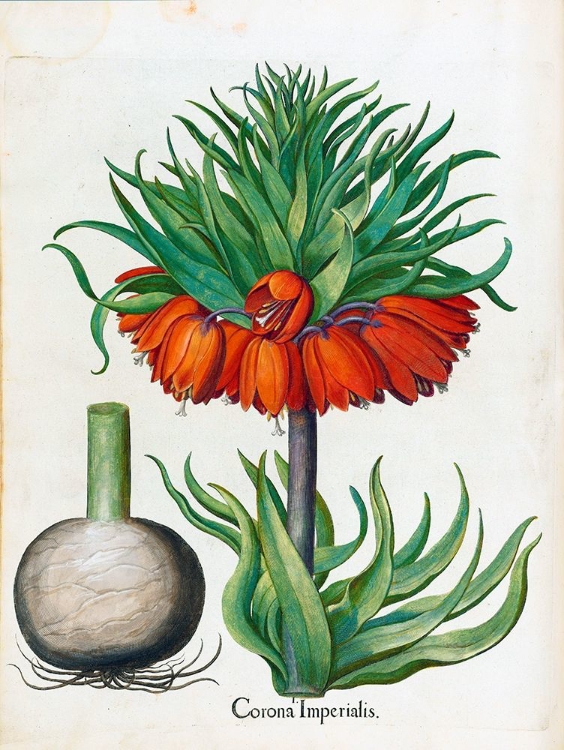 Picture of CORONA IMPERIALIS