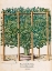 Picture of FICUS