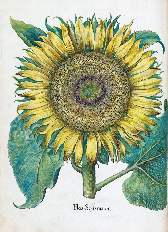 Picture of SUNFLOWER