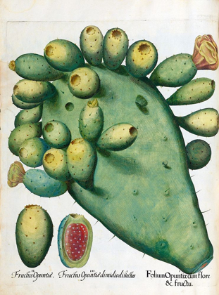 Picture of CACTUS