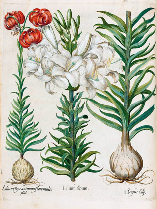 Picture of LILIES