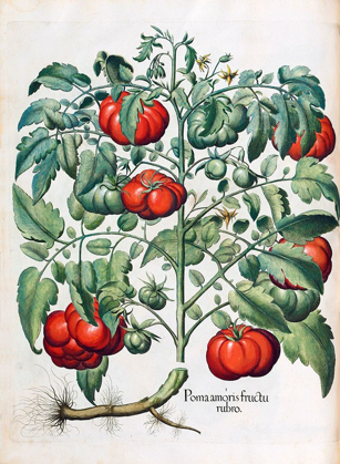 Picture of TOMATO