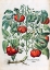 Picture of TOMATO
