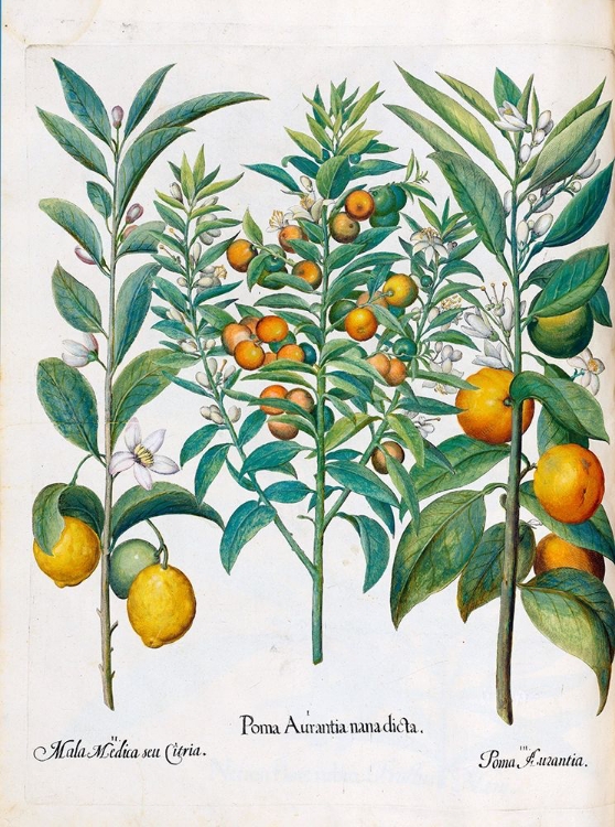 Picture of ORANGE, LEMONS