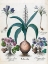Picture of CROCUS, ALBA AND HEPATICA