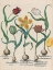 Picture of TULIPS