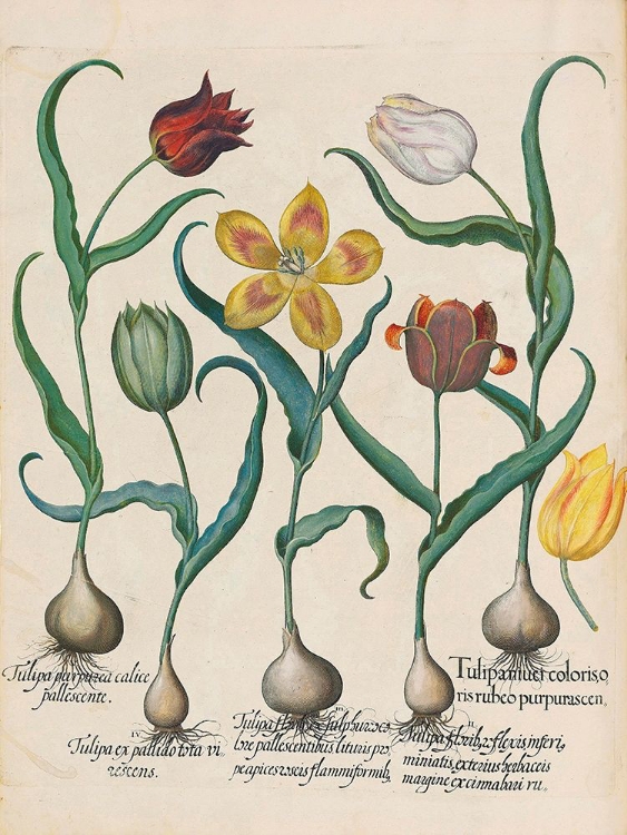 Picture of TULIPS