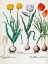 Picture of TULIPS