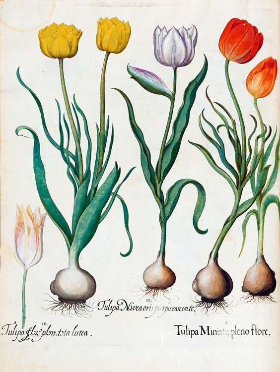 Picture of TULIPS