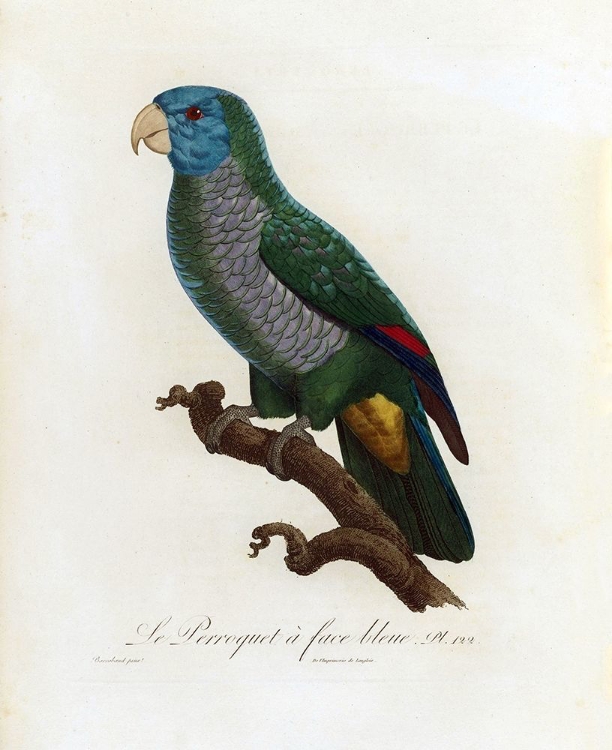 Picture of LE PERROQUET A FACE BLEU