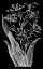 Picture of TIGER IXIA