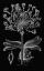 Picture of DELICATE AMARYLIS
