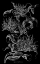 Picture of IMPERIAL GLORIOSA 