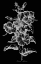 Picture of CRIMSON HIBISCUS