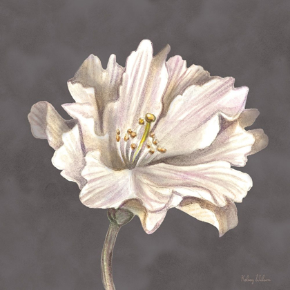 Picture of CREAM WILLOW BLOSSOM II
