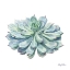 Picture of SINGLE SUCCULENTS I