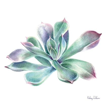 Picture of SINGLE SUCCULENTS III