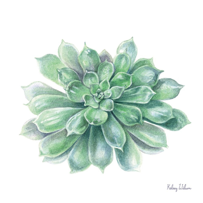 Picture of SINGLE SUCCULENTS IV