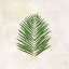 Picture of TROPICAL LEAVES II