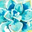 Picture of AQUA SUCCULENT CLOSE UP