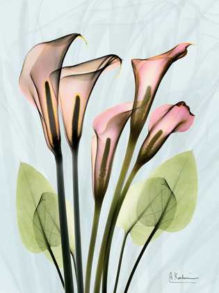 Picture of CALLA LILY CRYSTALIS 1