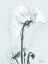 Picture of DESIRED CYCLAMEN 1