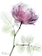Picture of ROSE DYNASTY 1