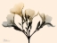 Picture of OLEANDER DAWN