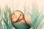 Picture of UNDERWATER DAWN 2