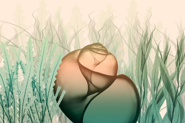Picture of UNDERWATER DAWN 3