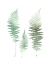 Picture of WATERCOLOR FERN 1