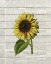 Picture of SUNFLOWER PRINT 2