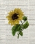 Picture of SUNFLOWER PRINT 3