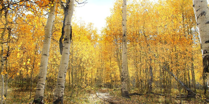 Picture of ASPEN PATHWAY