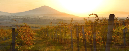 Picture of DAWN OVER THE VINEYARD