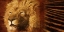 Picture of KING OF THE JUNGLE