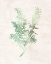 Picture of WATERCOLOR HERB 1