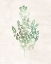 Picture of WATERCOLOR HERB 3