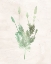 Picture of WATERCOLOR HERB 4