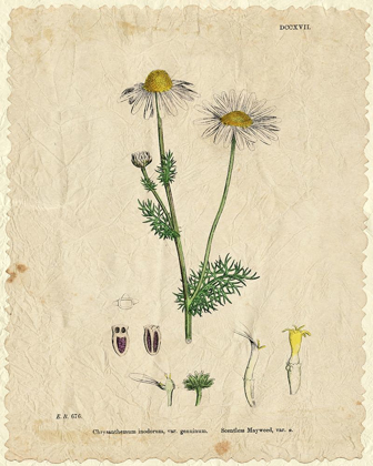 Picture of MAYWEED 1