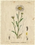 Picture of MAYWEED 2