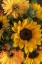 Picture of BUNCHES