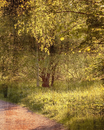 Picture of SUNLIT PATH 2