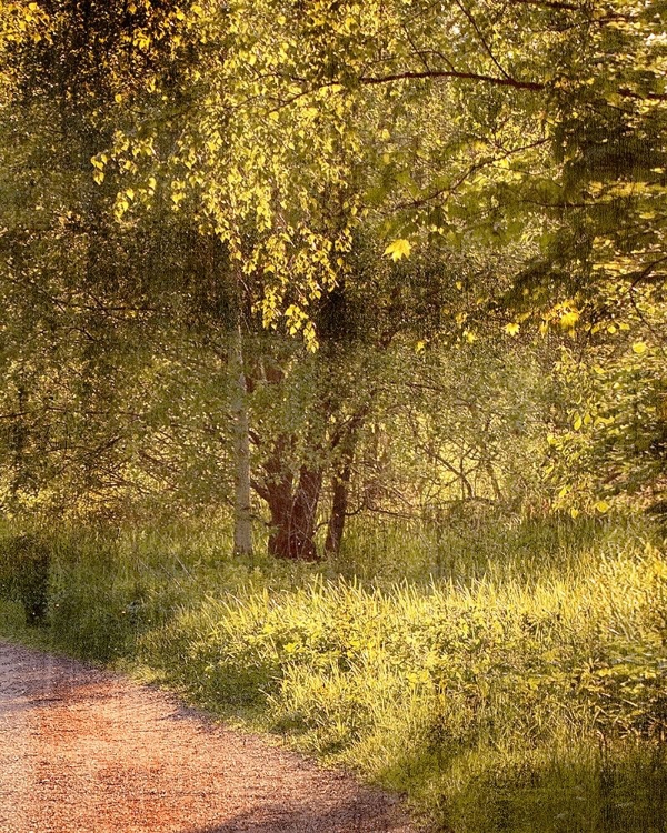 Picture of SUNLIT PATH 2
