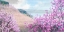 Picture of HILLSIDE BLOOMS