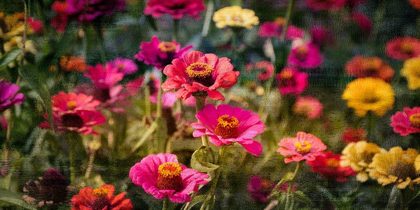 Picture of ZINNIAS IN BLOOM