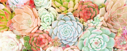 Picture of COLORFUL SUCCULENTS 1