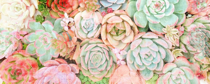 Picture of COLORFUL SUCCULENTS 2