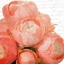 Picture of PEONY BUNCH